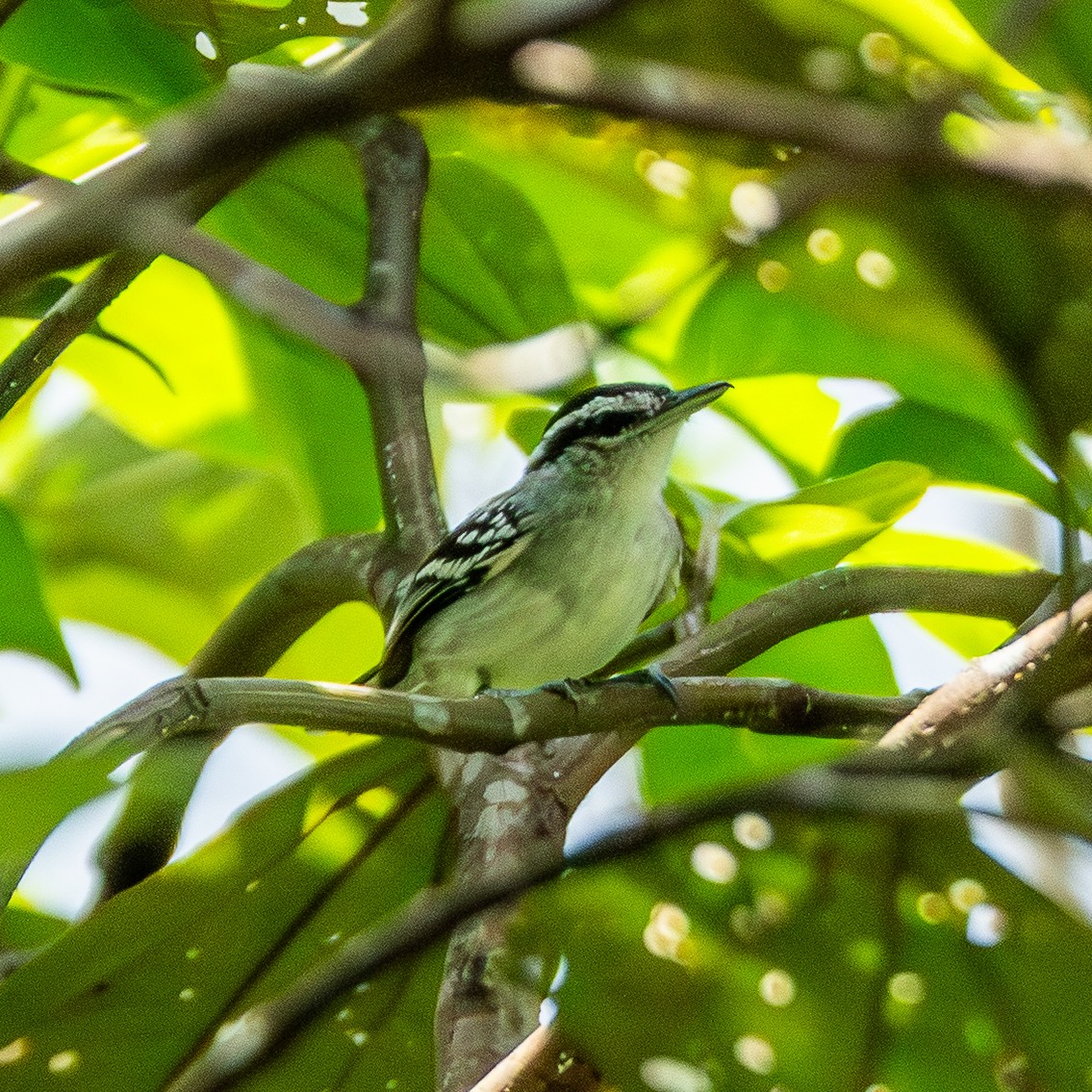 Aripuana Antwren - ML643612268