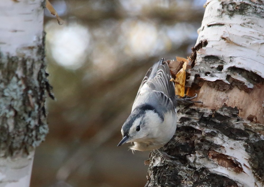 White-breasted Nuthatch - ML643612273