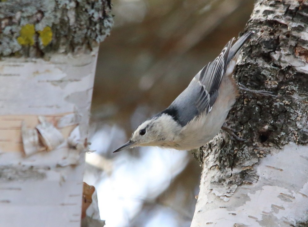 White-breasted Nuthatch - ML643612278