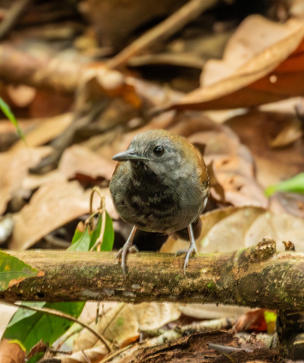 Black-throated Antbird - ML643612281
