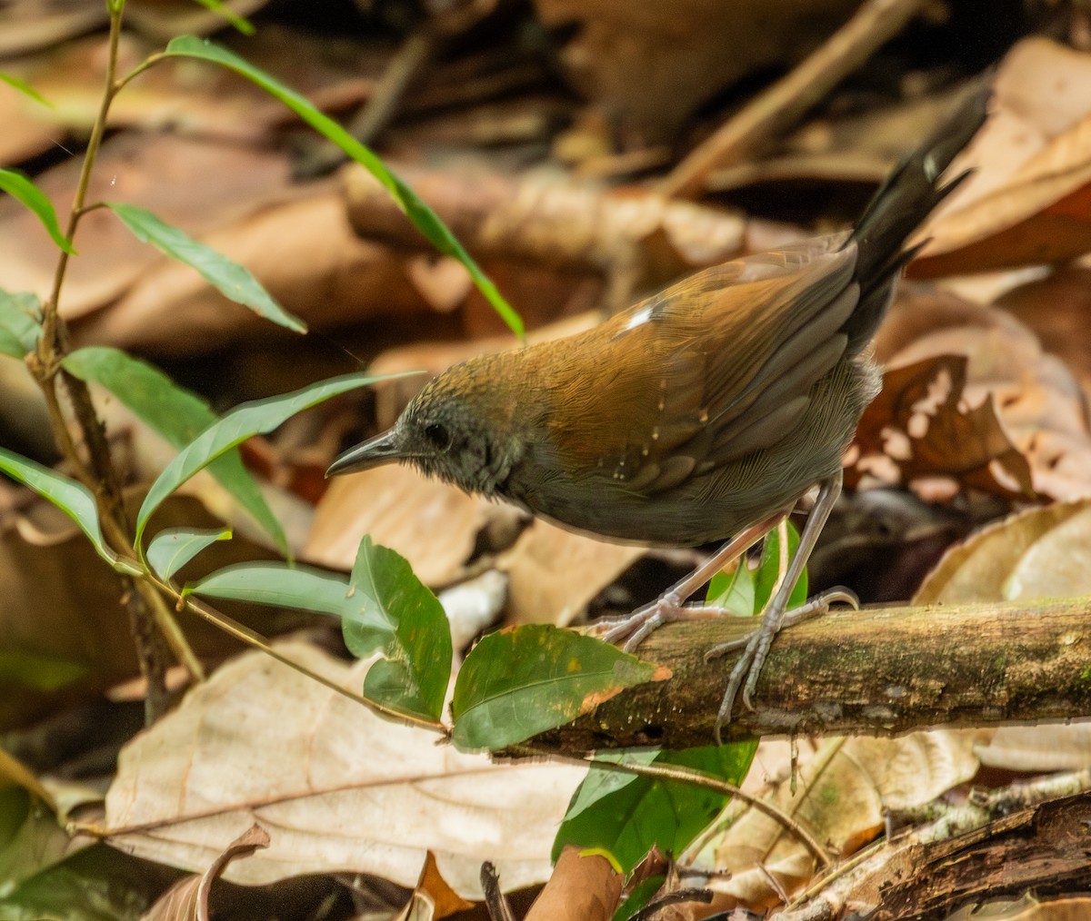 Black-throated Antbird - ML643612282