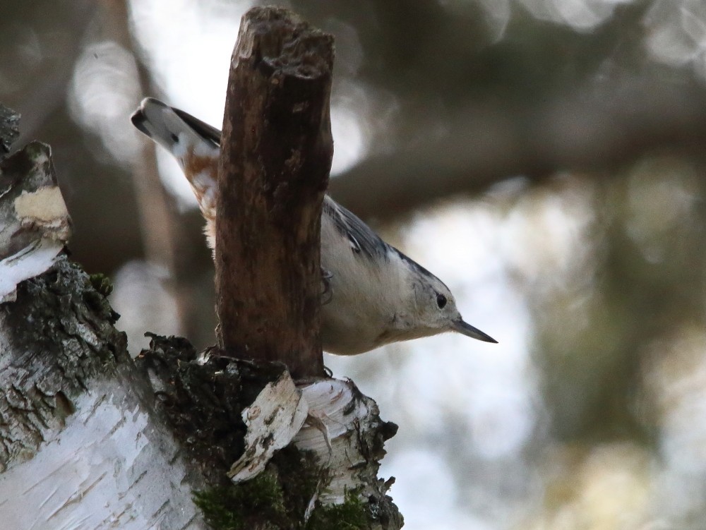 White-breasted Nuthatch - ML643612286