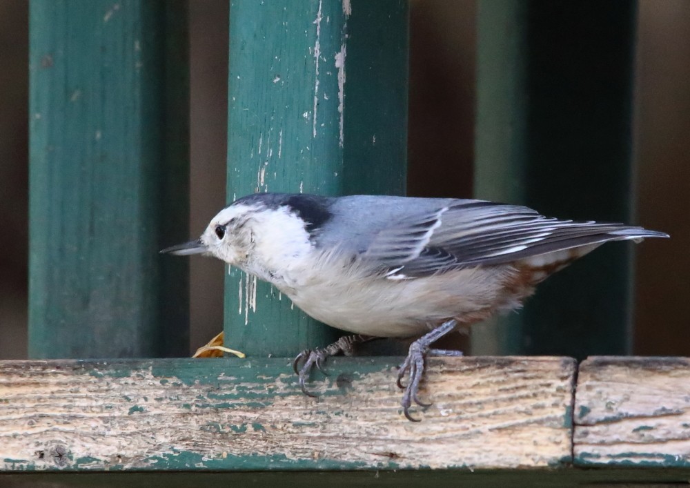 White-breasted Nuthatch - ML643612290