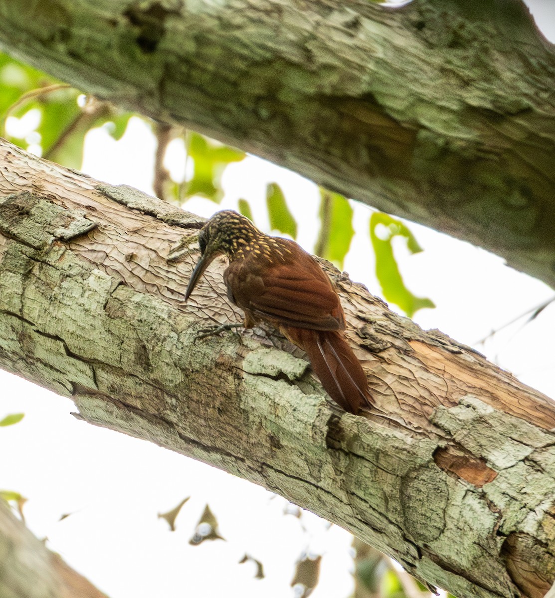 Buff-throated Woodcreeper - ML643612298