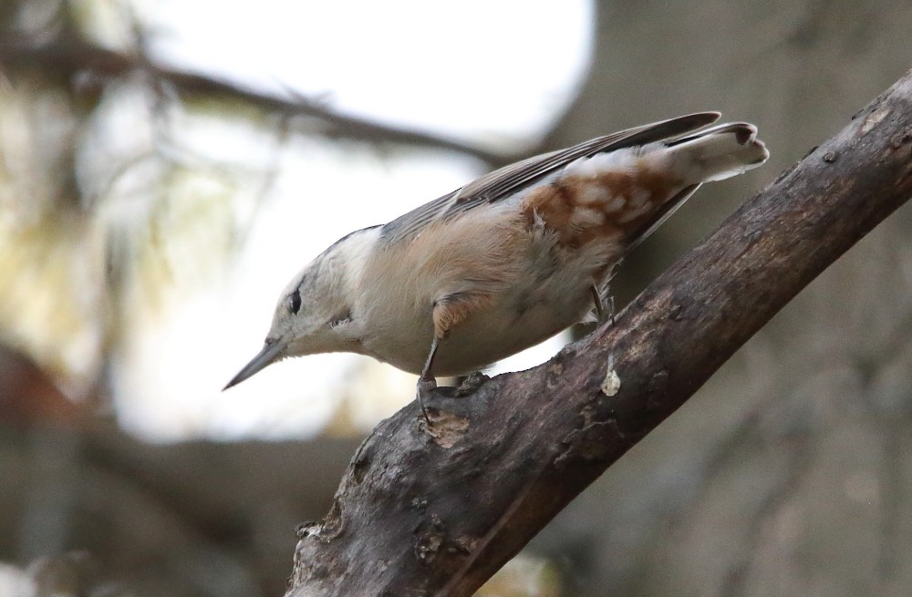 White-breasted Nuthatch - ML643612301
