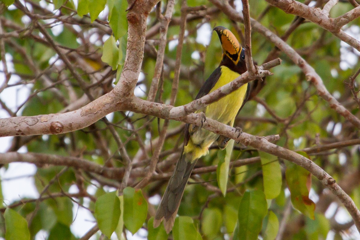 Lettered Aracari - ML643612307