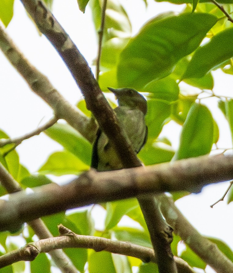Dwarf Tyrant-Manakin - ML643612310