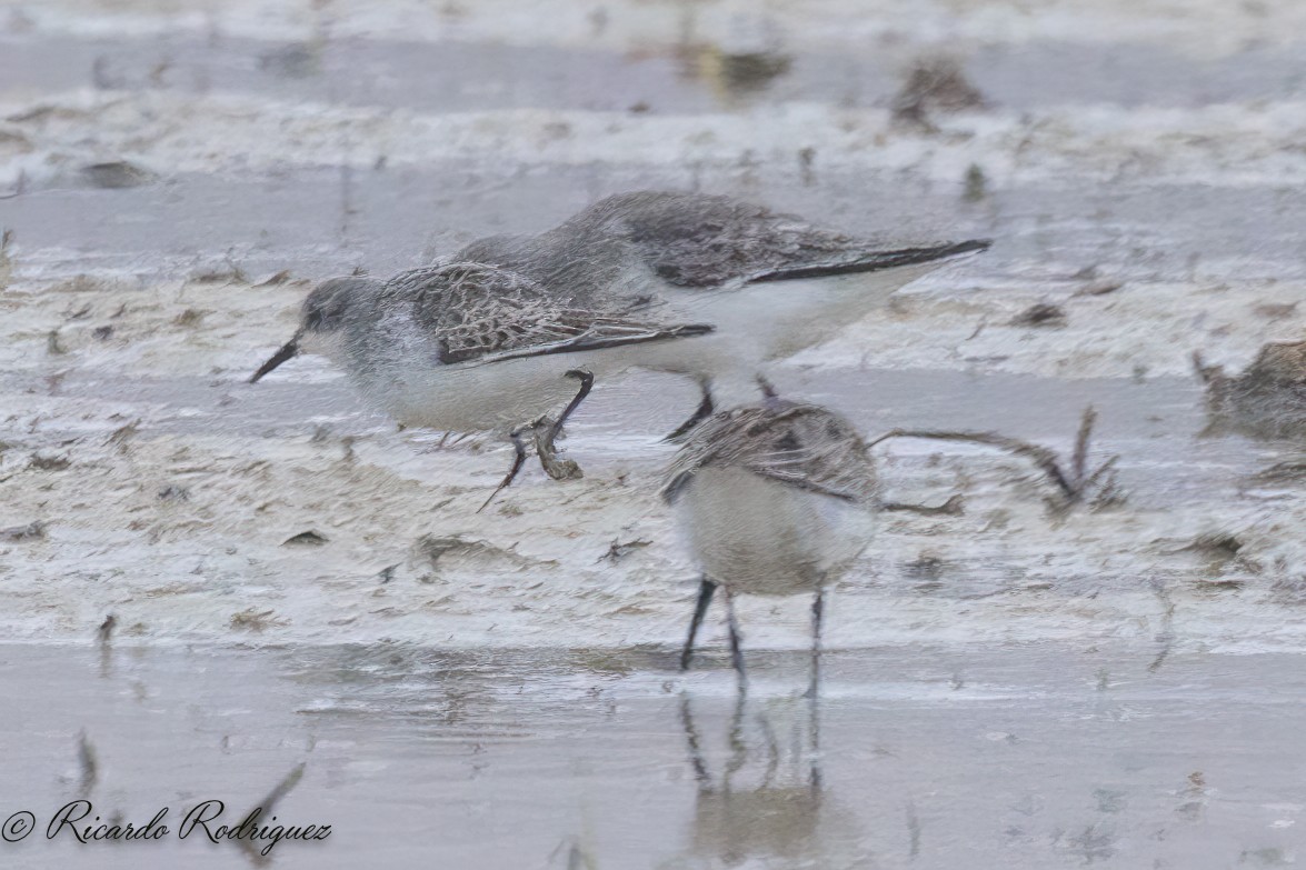 Little Stint - ML643612314
