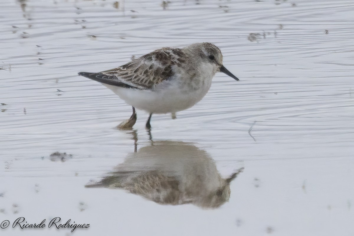 Little Stint - ML643612315