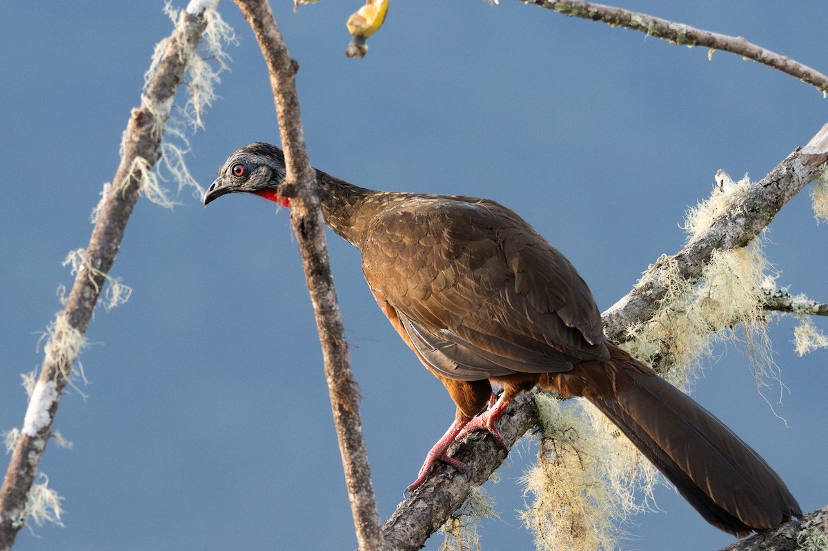 Andean Guan - ML643612317