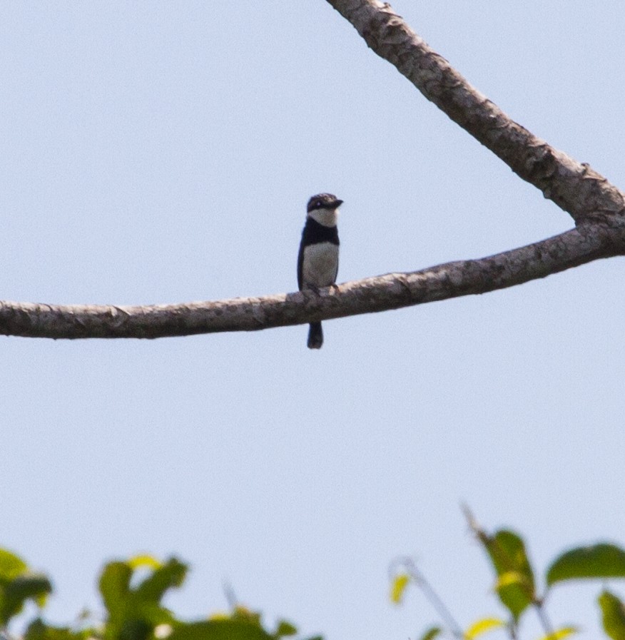 シロクロオオガシラ - ML643612326