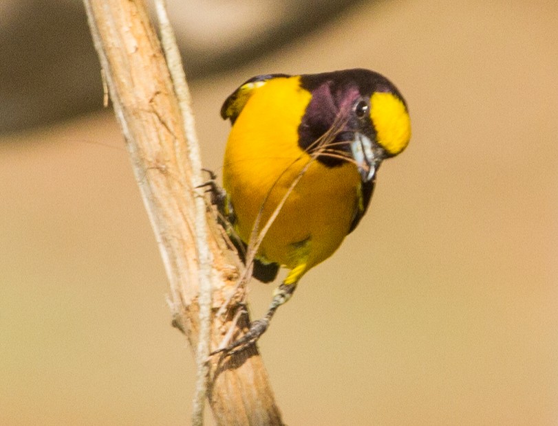 Purple-throated Euphonia - ML643612334