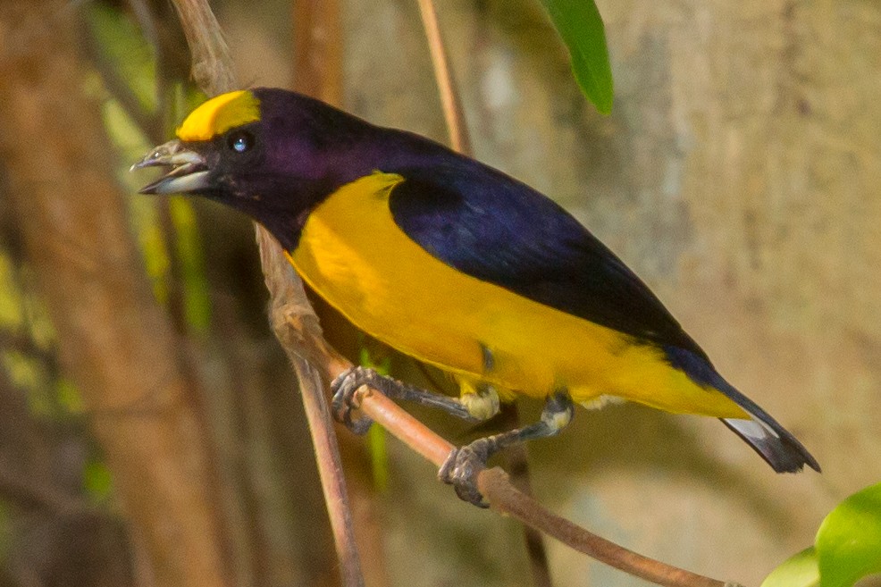 Purple-throated Euphonia - ML643612335