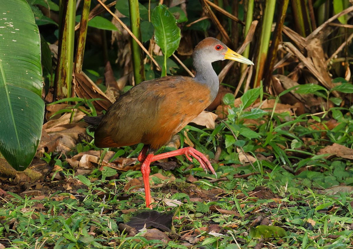 Russet-naped Wood-Rail - ML643612345