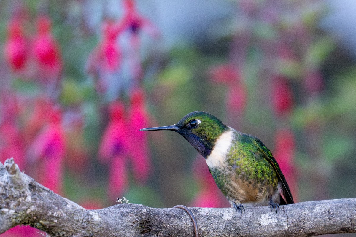 Amethyst-throated Sunangel - ML643612350