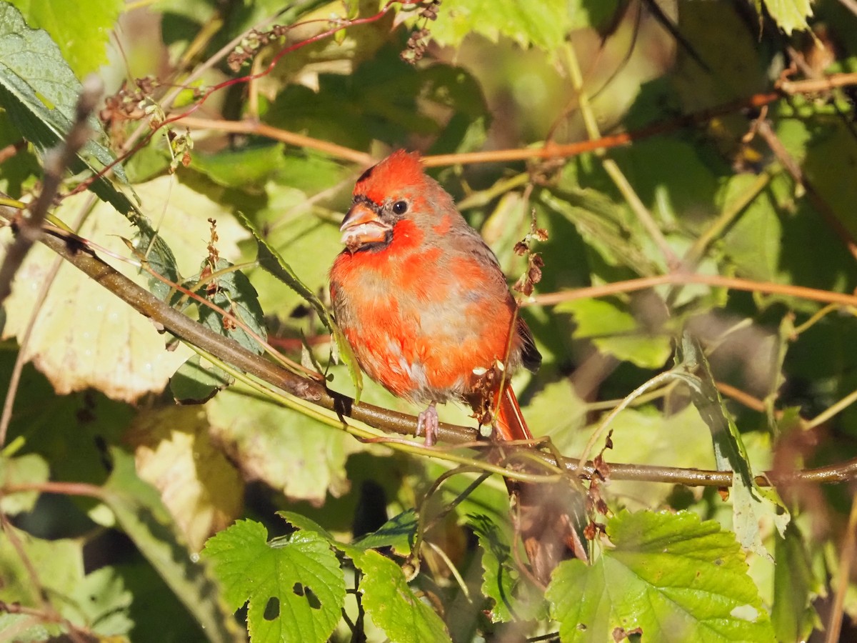 ショウジョウコウカンチョウ - ML643612376