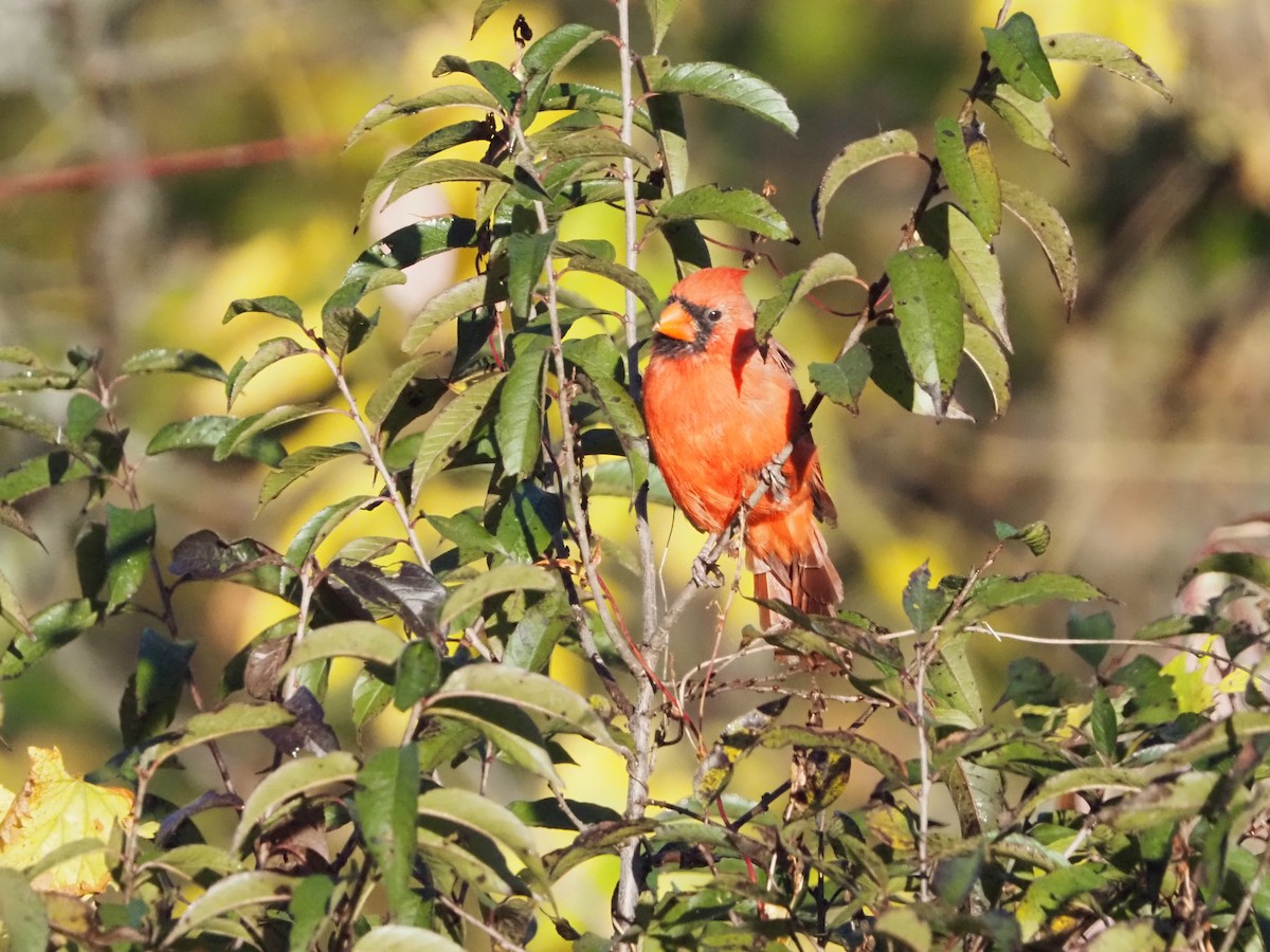 ショウジョウコウカンチョウ - ML643612378
