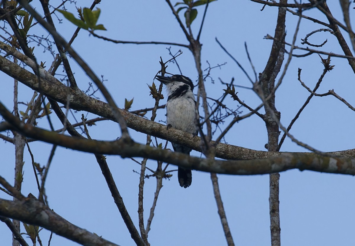 Pied Puffbird - ML643612380