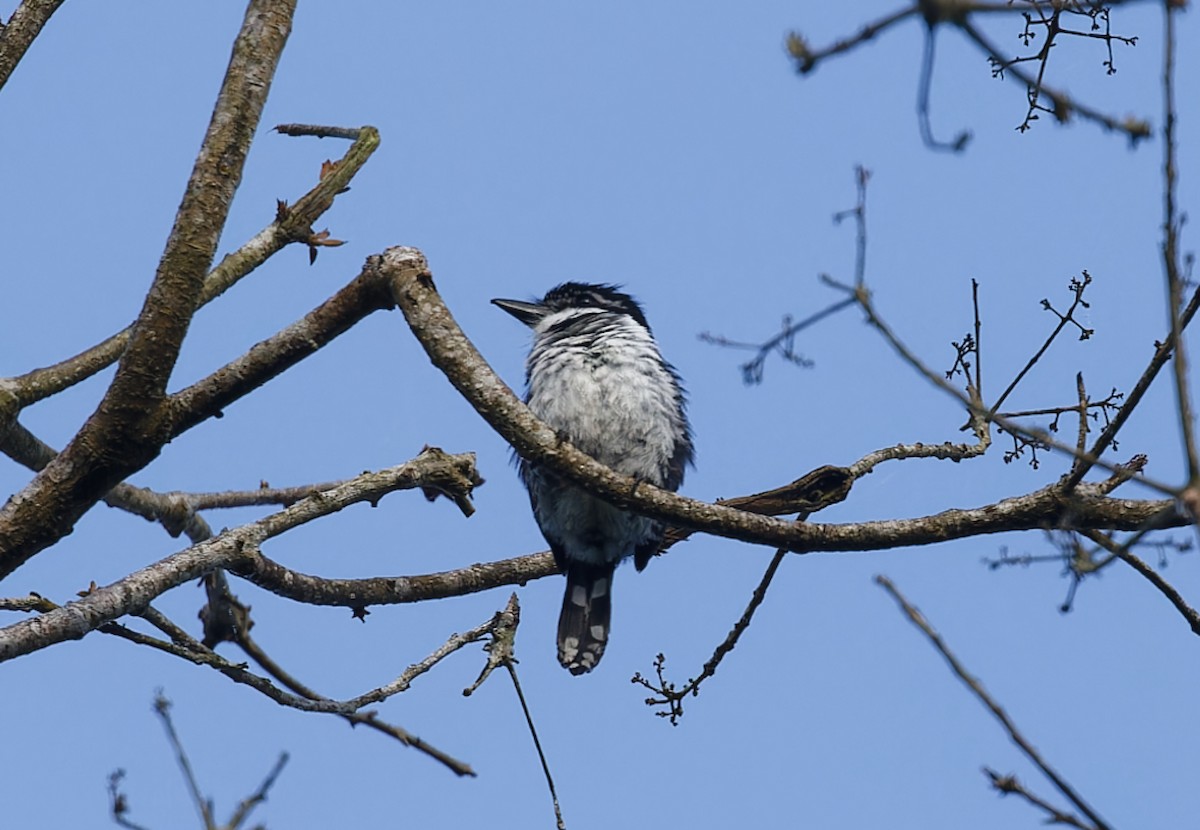 Pied Puffbird - ML643612381