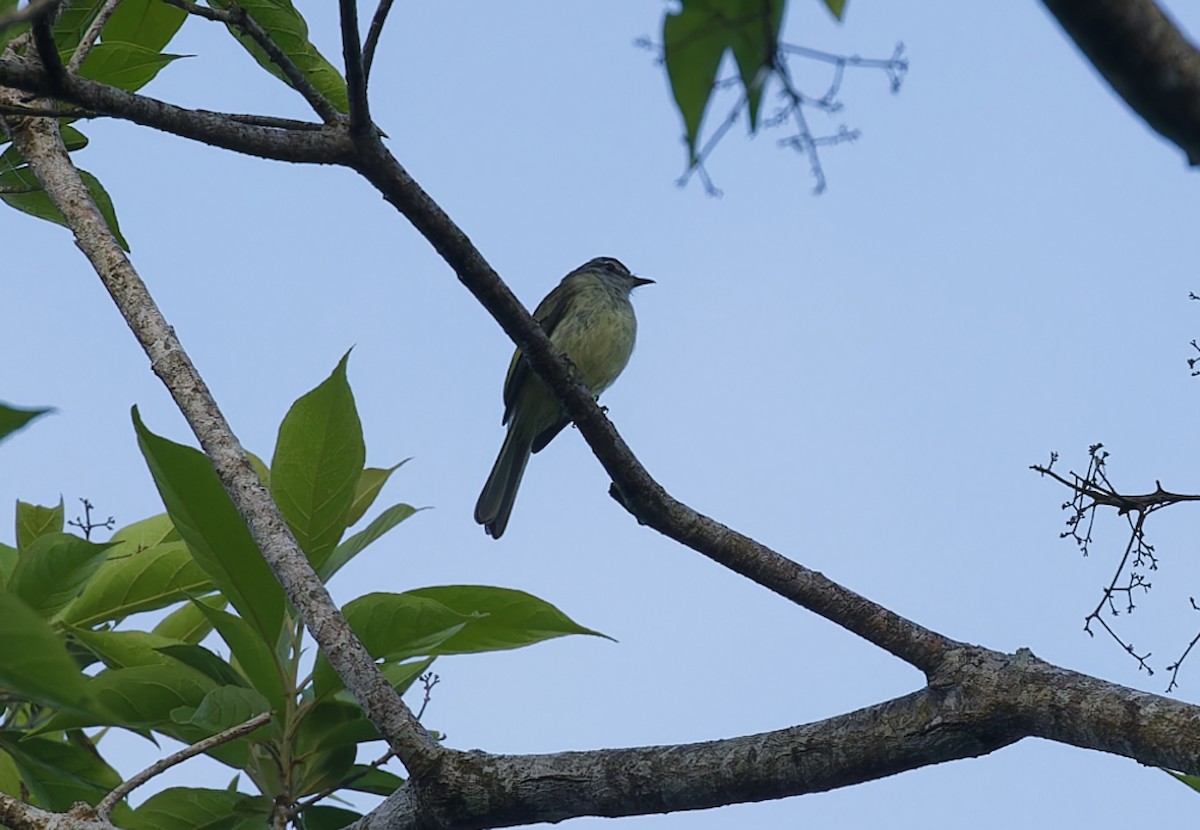 Greenish Elaenia - ML643612383