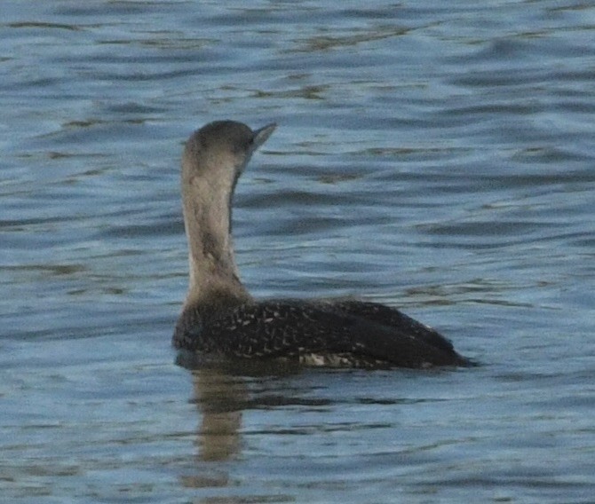 smålom - ML643612400