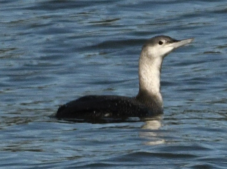 smålom - ML643612401