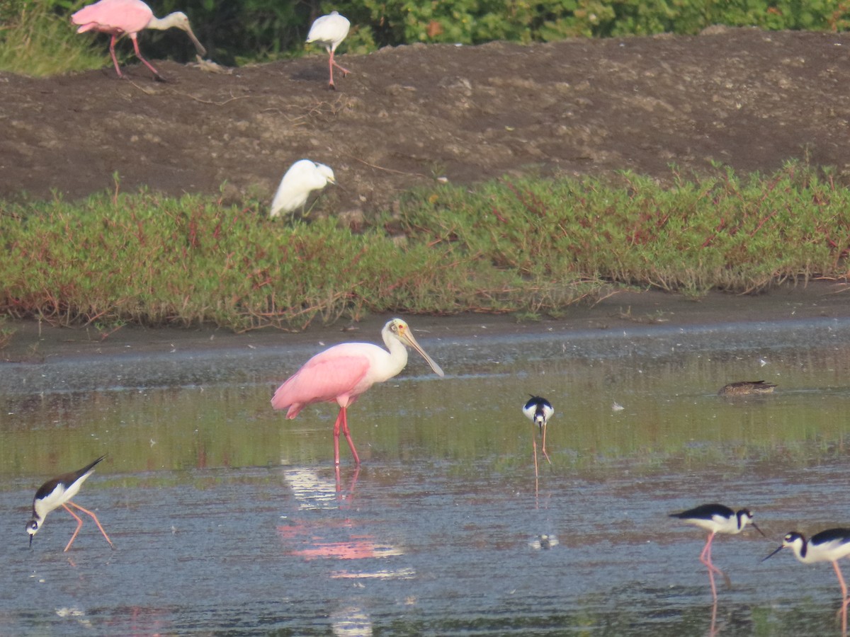 Roseate Spoonbill - ML643612406