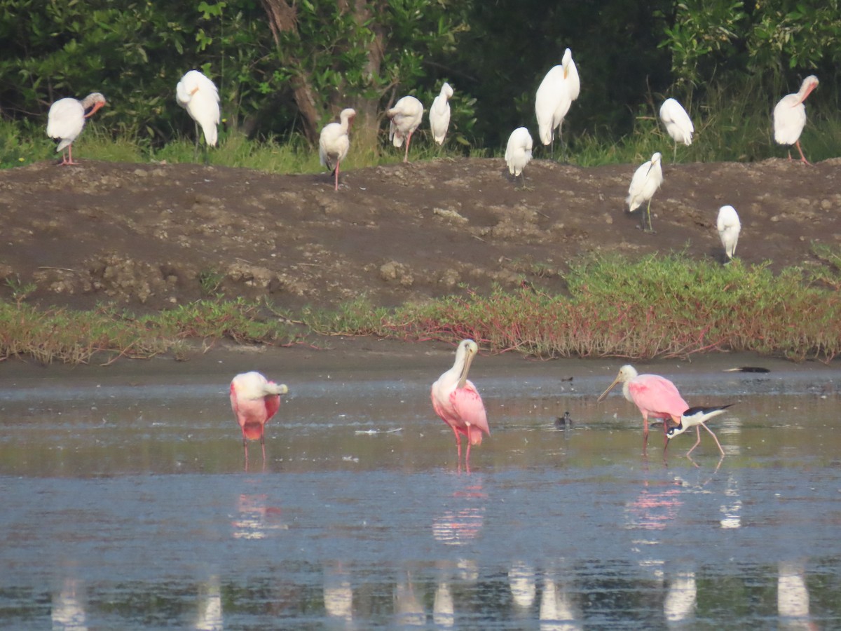 Roseate Spoonbill - ML643612410