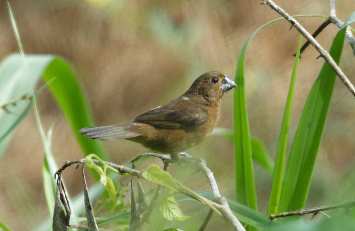 Thick-billed Seed-Finch - ML643612421
