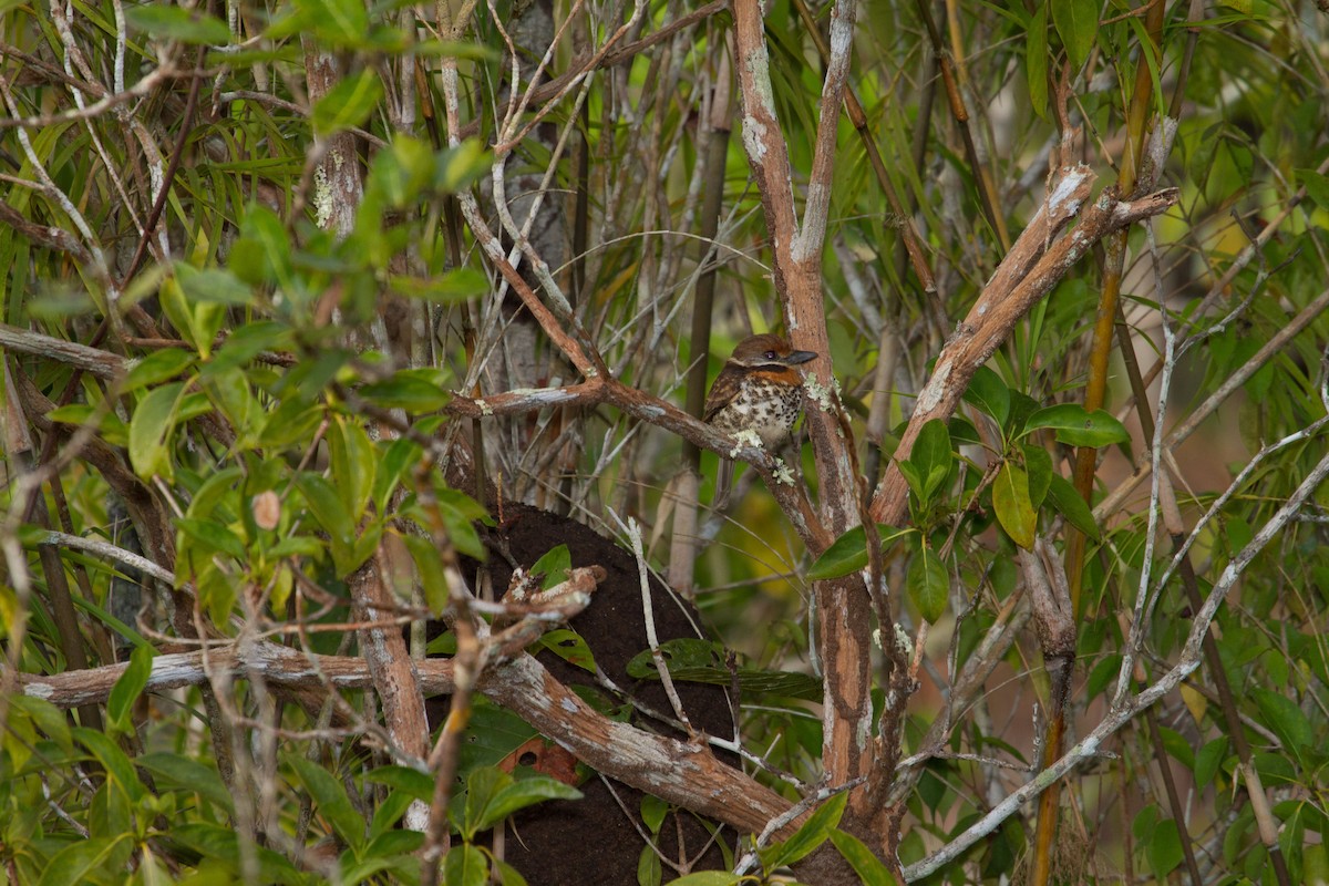 Spotted Puffbird - ML643612422