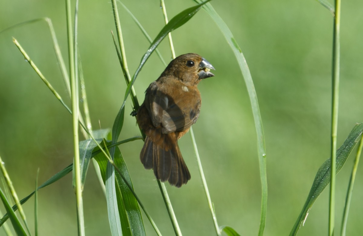 Thick-billed Seed-Finch - ML643612426