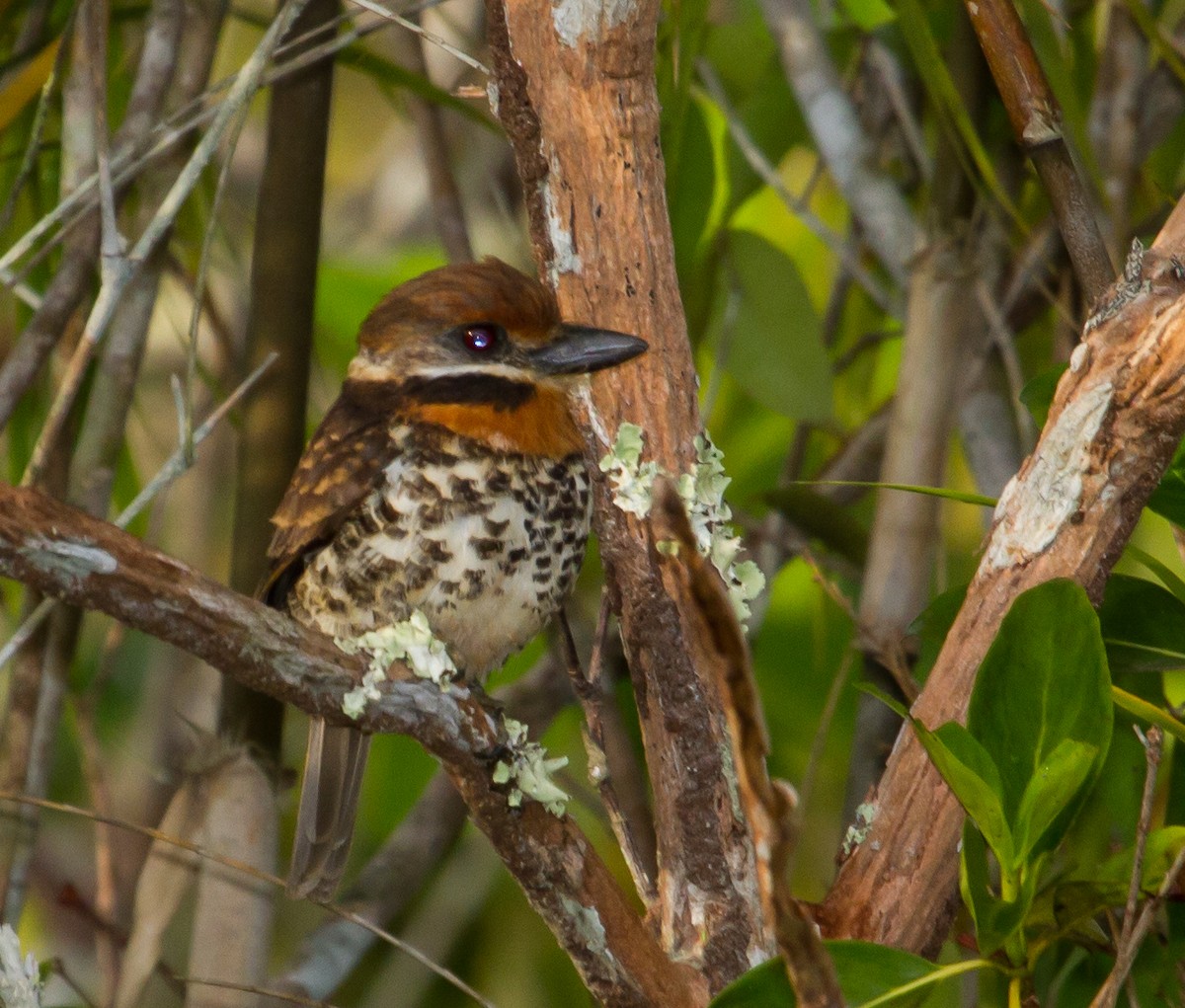 Spotted Puffbird - ML643612428