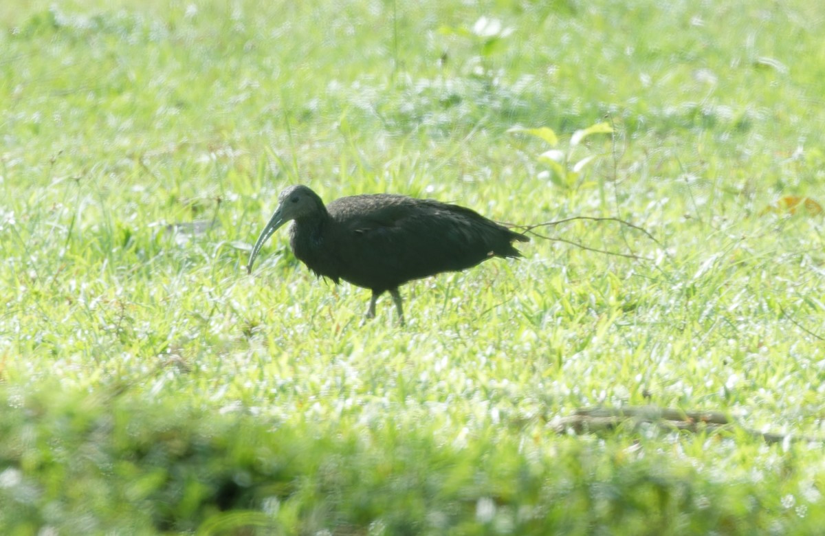 Green Ibis - ML643612442