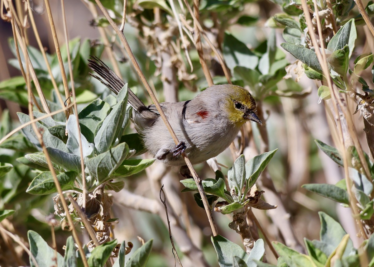 Verdin - ML643612450