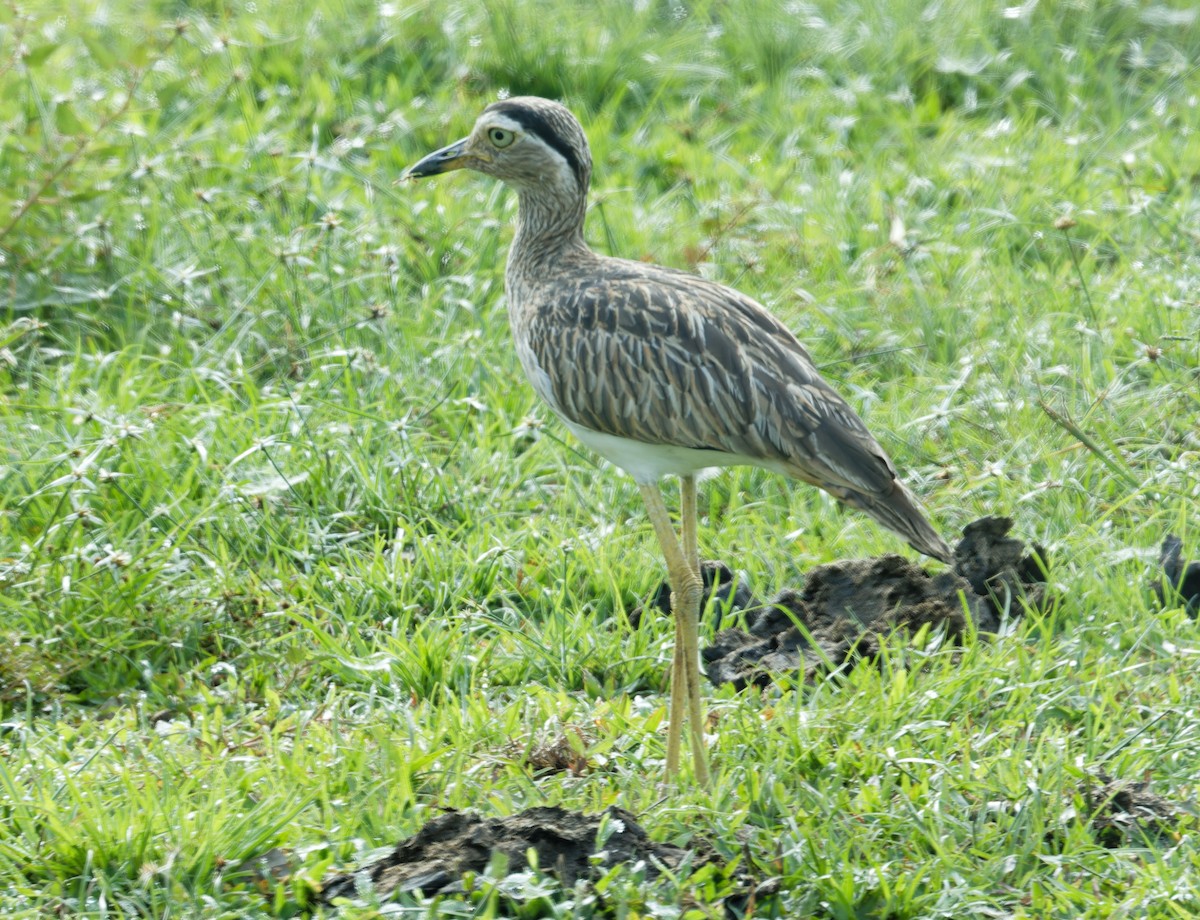Double-striped Thick-knee - ML643612451