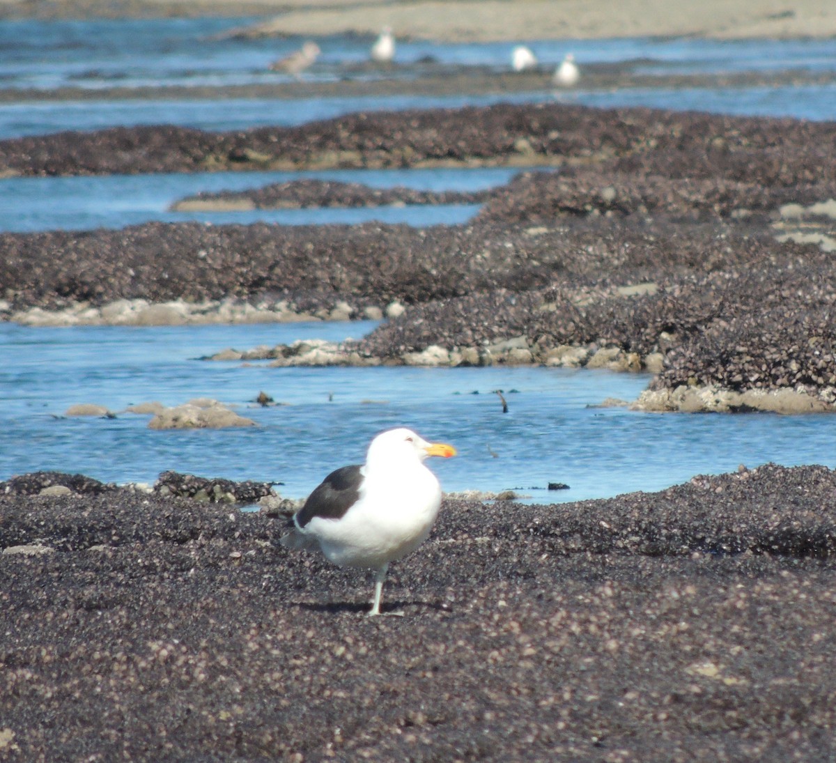 Kelp Gull - ML643612466