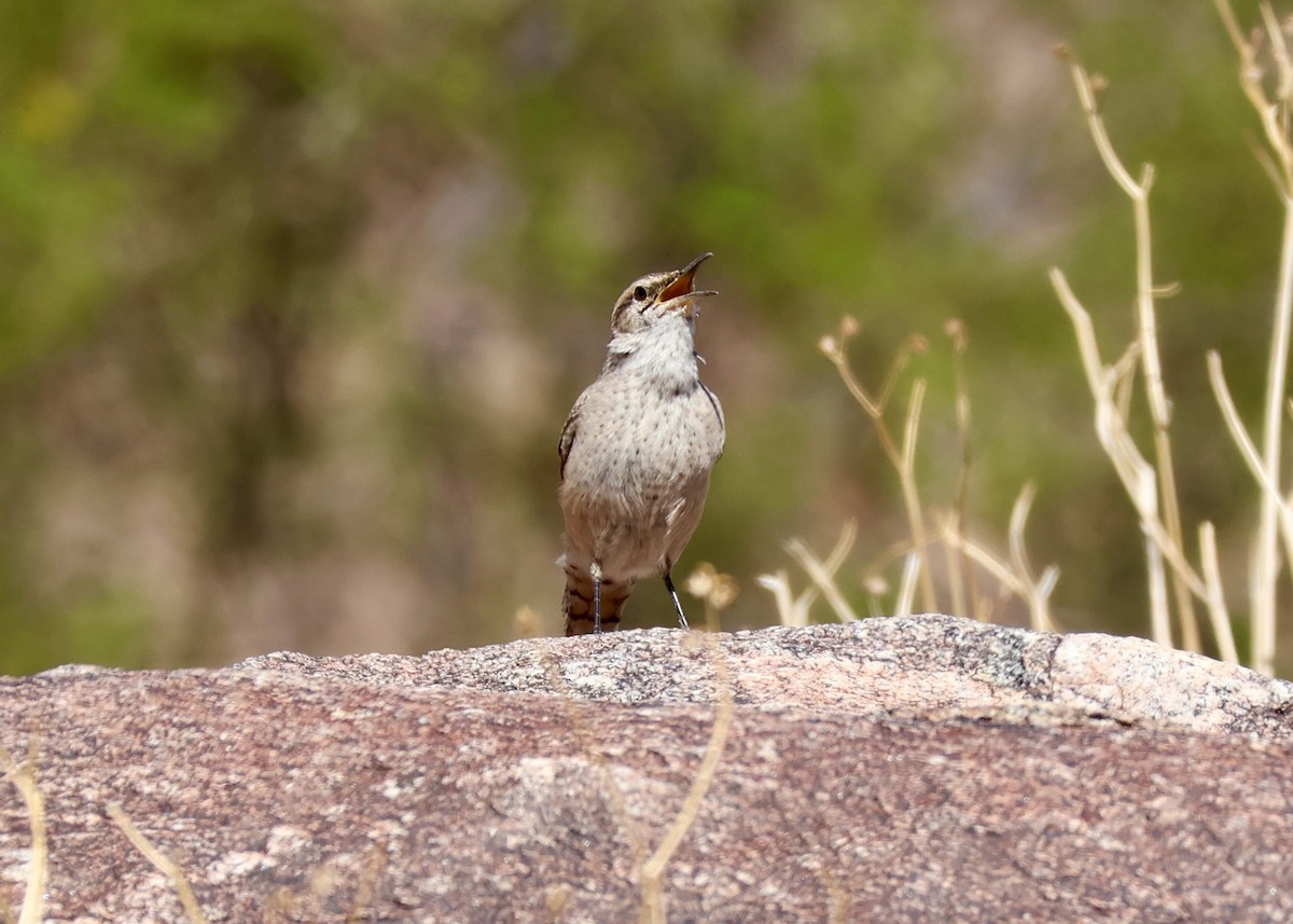 Rock Wren - ML643612480