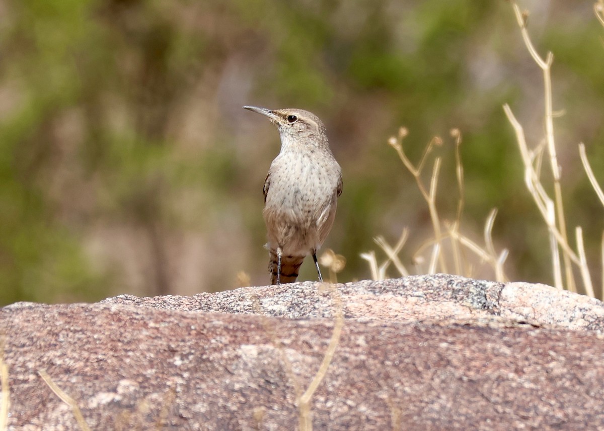 Rock Wren - ML643612484