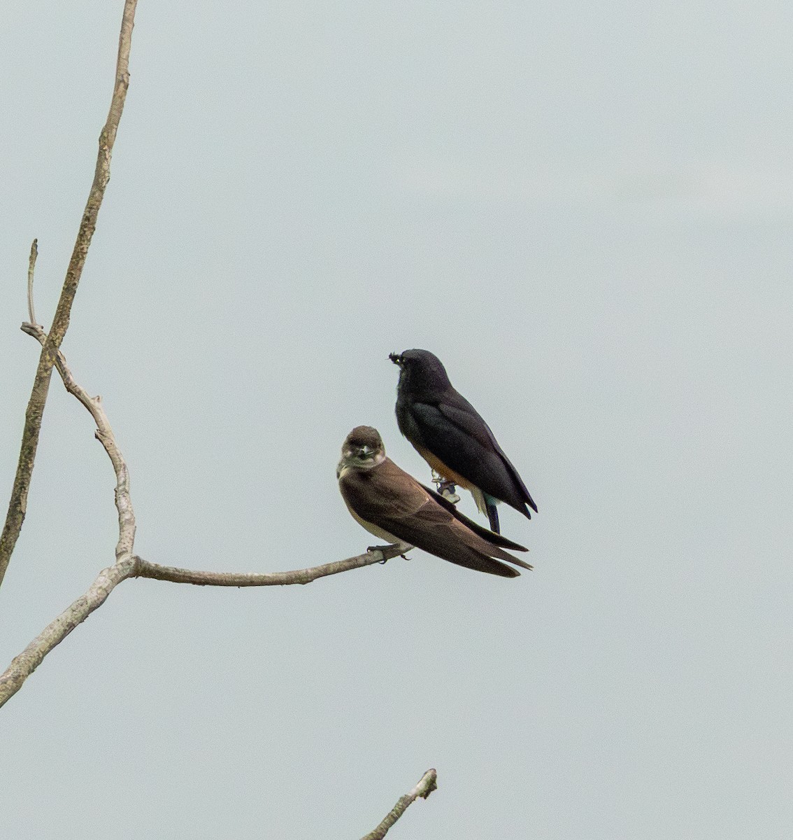 vlaštovka neotropická - ML643612488