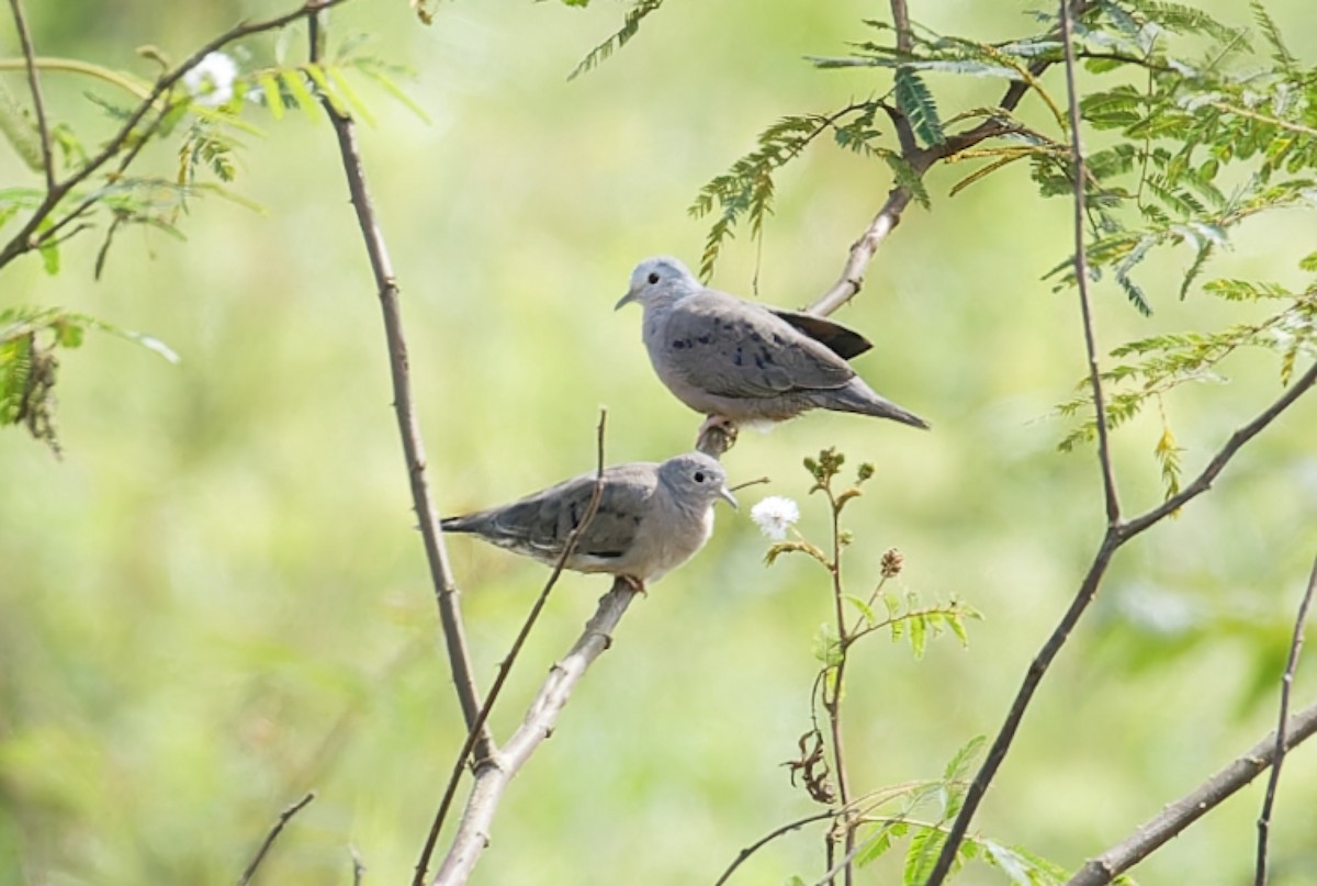 Zwergtäubchen - ML643612494