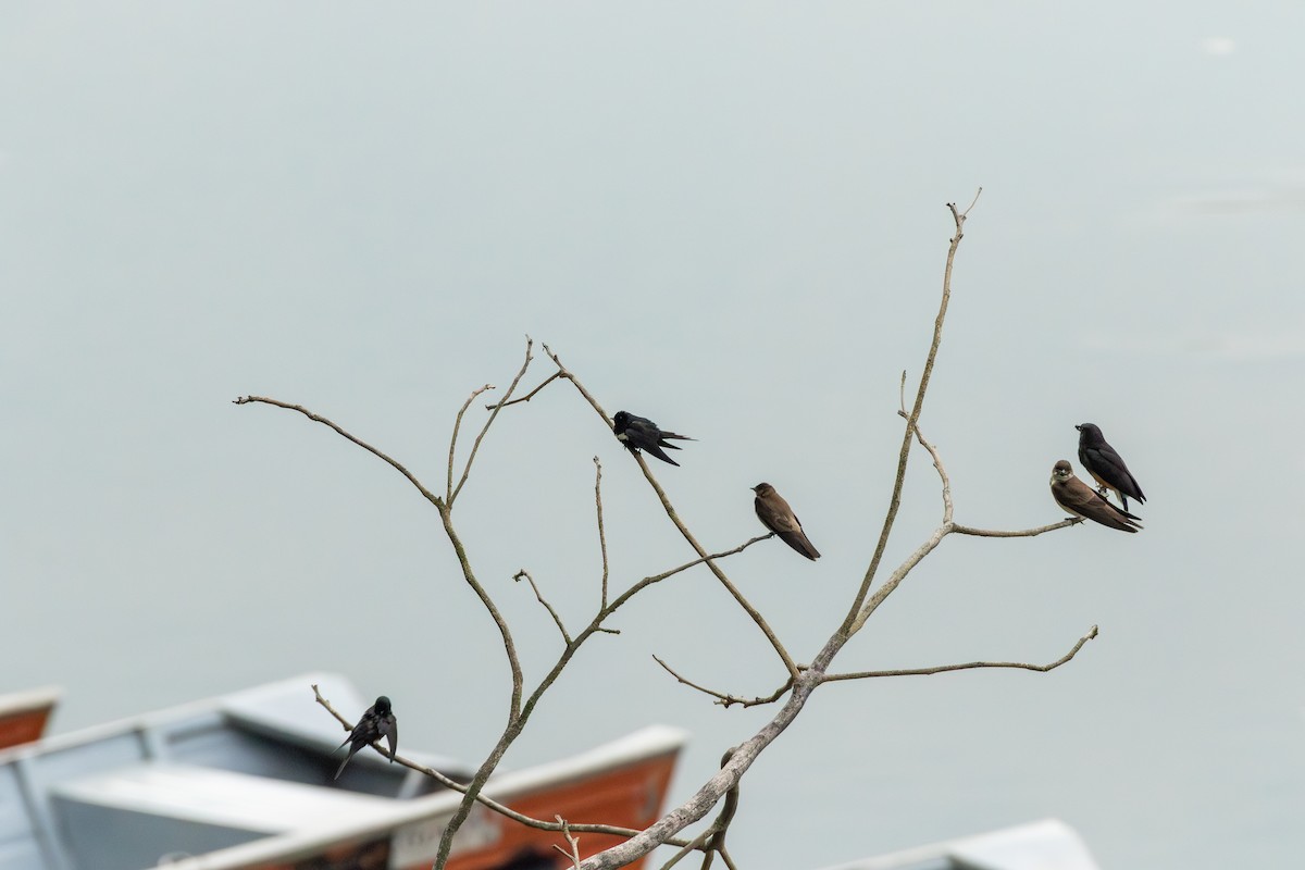 White-banded Swallow - ML643612496