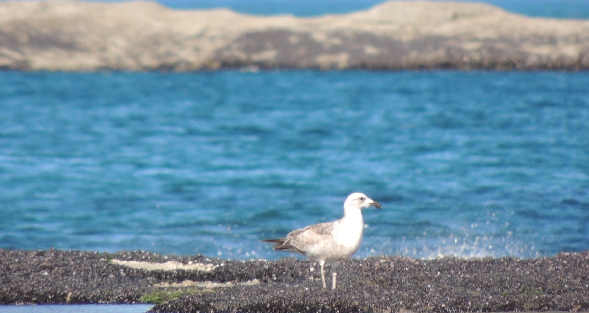 Kelp Gull - ML643612503