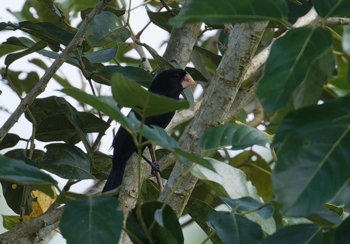 Nicaraguan Seed-Finch - ML643612512