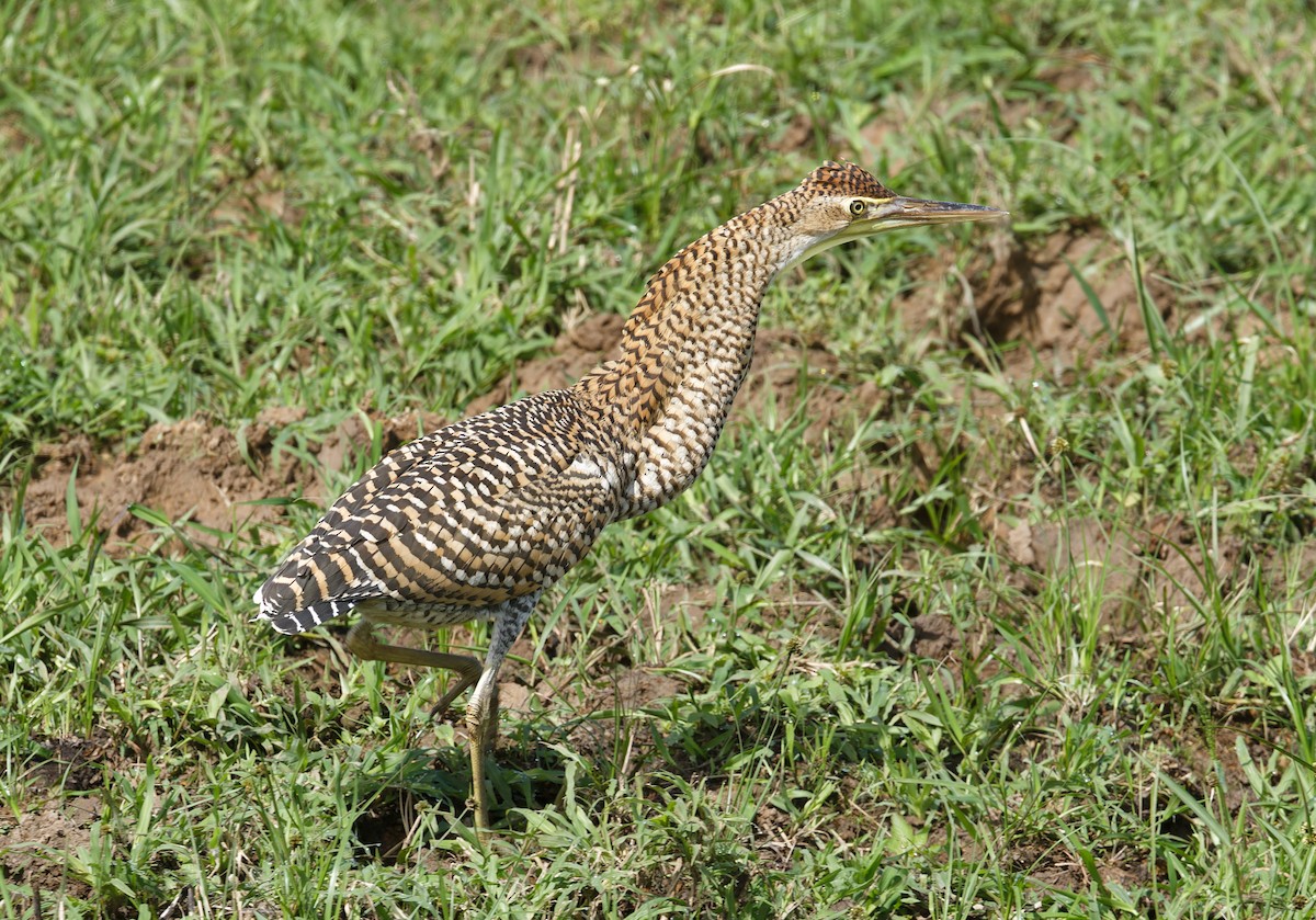 Bare-throated Tiger-Heron - ML643612527