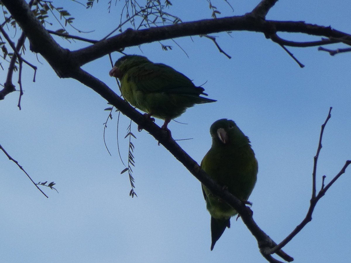 Orange-chinned Parakeet - ML643612529