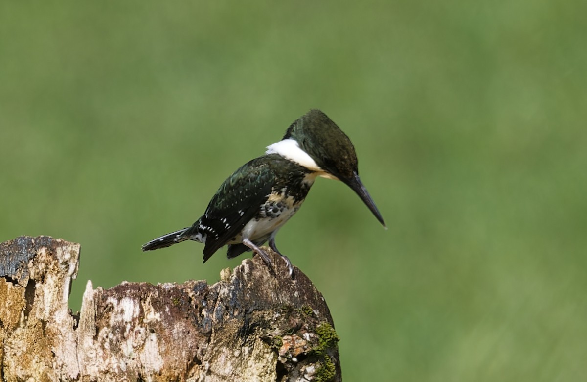 Green Kingfisher - ML643612535