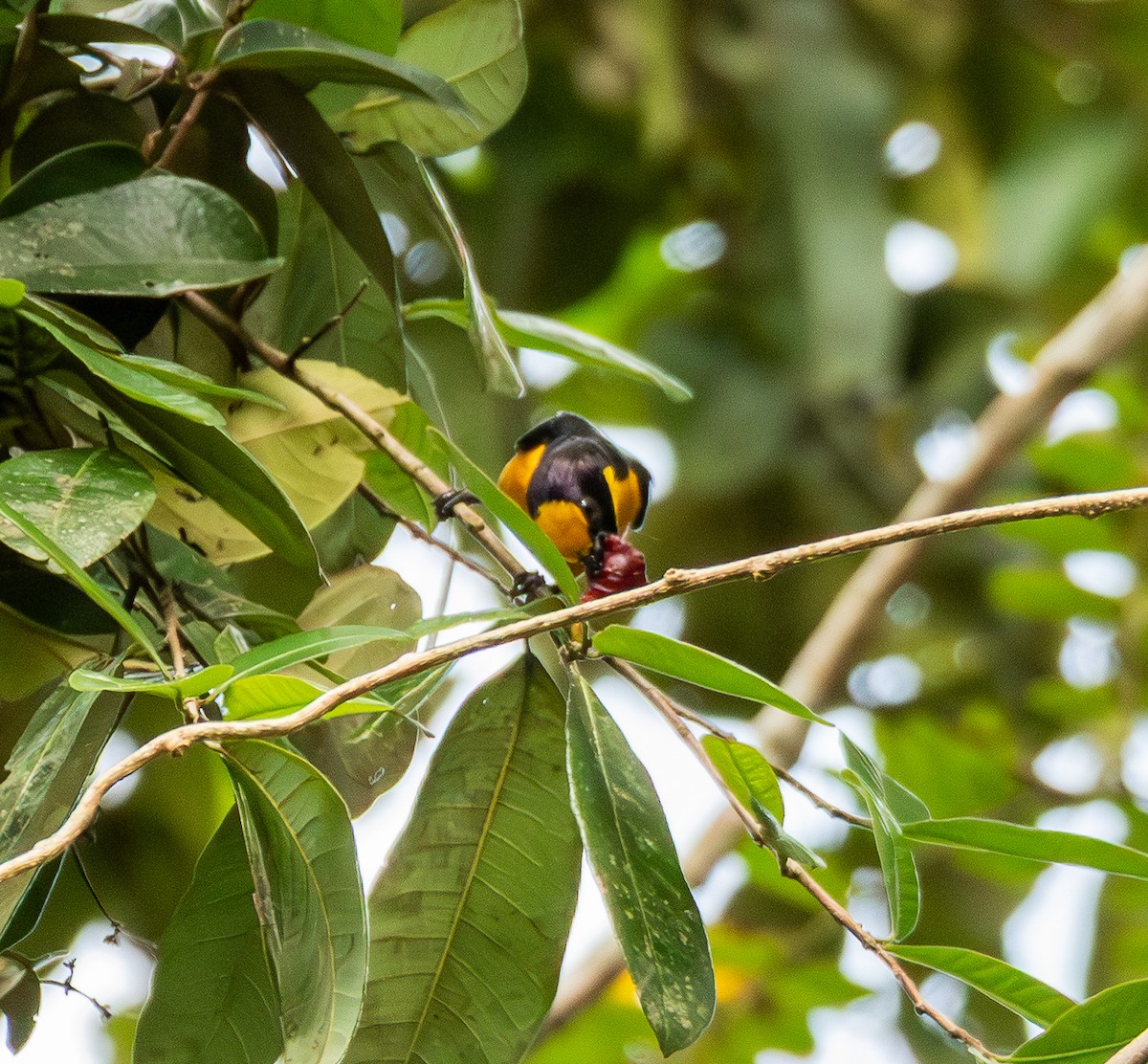 libohlásek tlustozobý - ML643612536