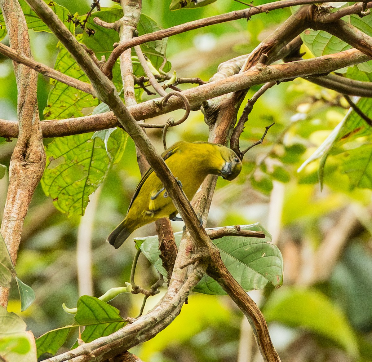 libohlásek tlustozobý - ML643612537