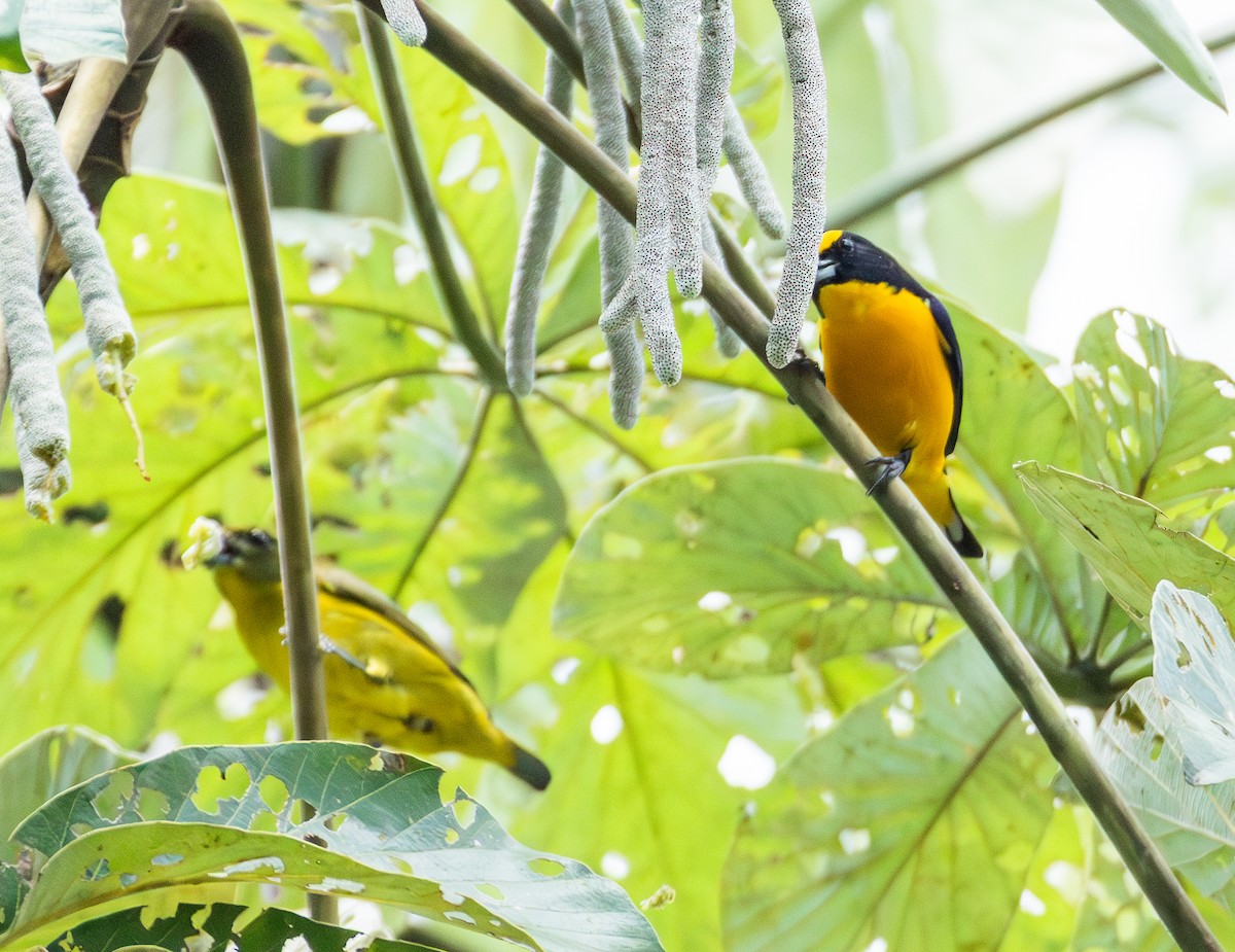 libohlásek tlustozobý - ML643612538