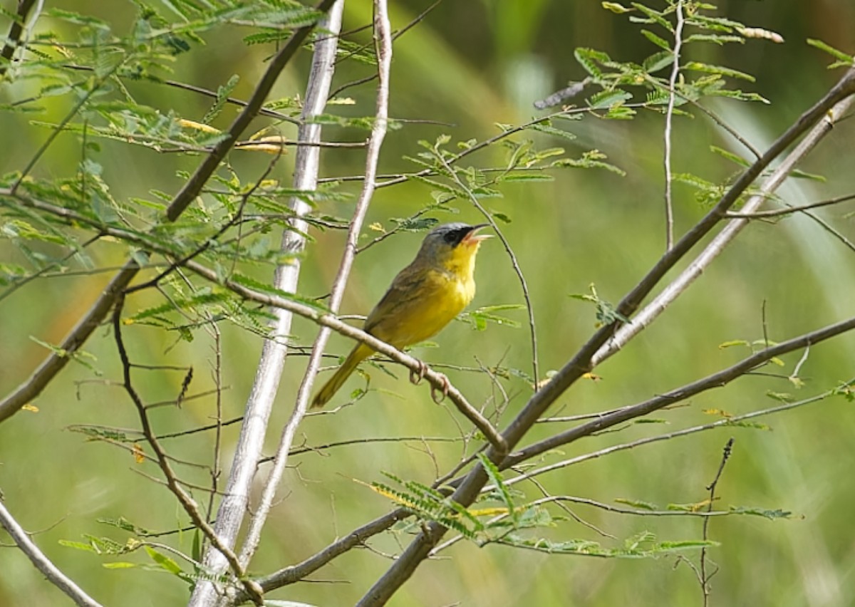 Gray-crowned Yellowthroat - ML643612551